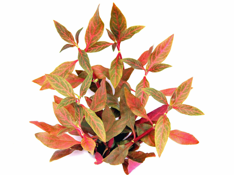 Preview: rubinrotes Papageienblatt - Alternanthera reineckii 'Red Ruby'